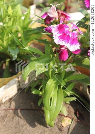 dianthus barbatus white pink flower plant dianthus barbatus white pink flower plant 112658203
