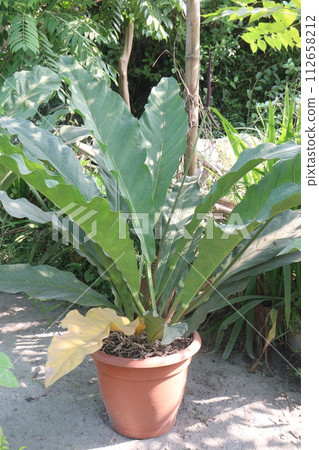 Bird's-nest fern leaf plant on farm 112658212