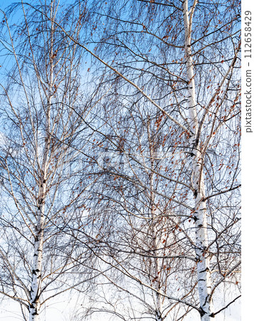 three bare birch trees and blue sky on background 112658429