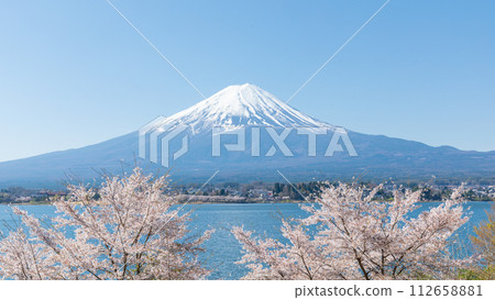 Mt. Fuji and cherry blossoms in full bloom seen from the shore of Lake Kawaguchi in Yamanashi Prefecture 112658881