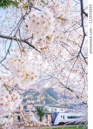 Fujikyuko Line and cherry blossoms 112658893