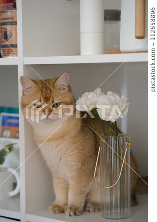 happy and relax concept with british cat play in cabinet in the livingroom happy and relax concept with british cat play in cabinet in the livingroom 112658896