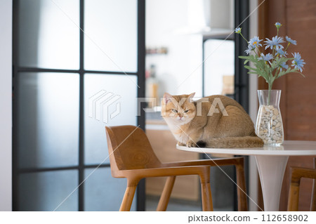 happy and relax concept with british cat play on table in the livingroom happy and relax concept with british cat play on table in the livingroom 112658902