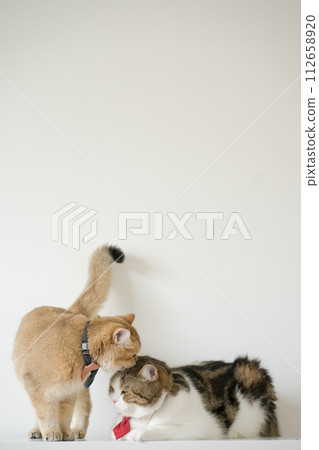 business concept with gold brittish and tabby scottish cat costume with necktie during smell and lick together 112658920