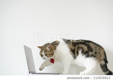 business concept with tabby scottish cat costume with necktie during use laptop and sit on white table 112658922
