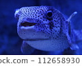 Nezumifugu 112658930