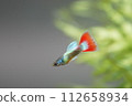 莫斯科熊貓孔雀魚誕生神秘孔雀魚 112658934