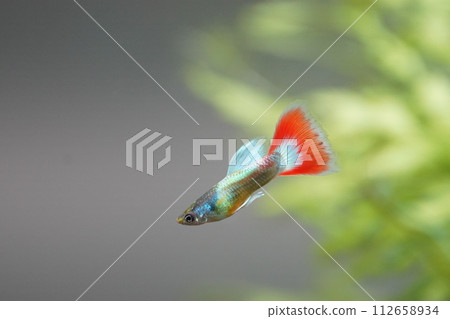 莫斯科熊貓孔雀魚誕生神秘孔雀魚 莫斯科熊貓孔雀魚誕生神秘孔雀魚 112658934