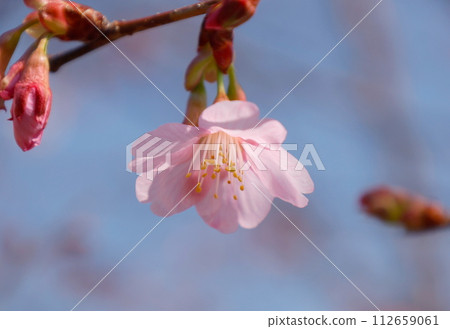 Spring image: Close-up of Pink Cloud cherry blossoms in full bloom Spring image: Close-up of Pink Cloud cherry blossoms in full bloom 112659061