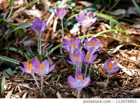 可愛的淺紫色番紅花花 112659063