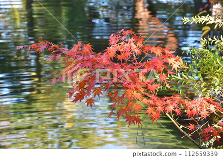 Autumn leaves at Hakusan Shrine (Niigata Prefecture) Autumn leaves at Hakusan Shrine (Niigata Prefecture) 112659339
