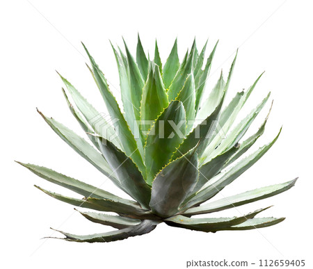 Agave isolated on white background 112659405