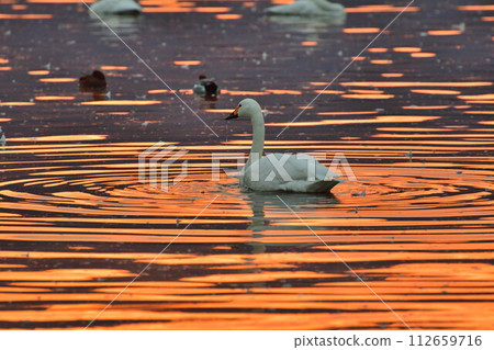 Hyoko Lake at sunrise (Niigata Prefecture) 112659716