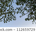 Fresh green leaves covering the sky 112659729