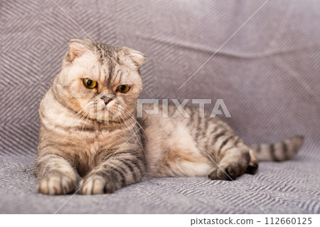 Calm relaxed gray scottish fold cat lies on gray sofa 112660125