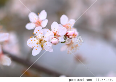 櫻花開始綻放 112660259