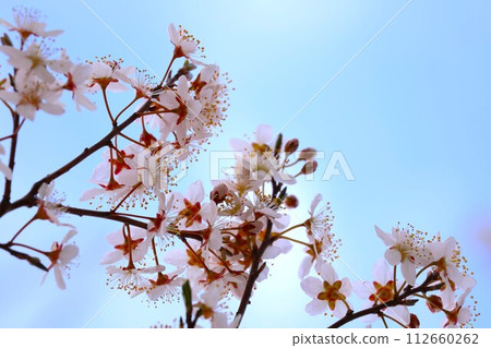 櫻花開始綻放 112660262