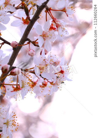 櫻花開始綻放 櫻花開始綻放 112660264