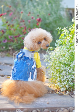 Toy poodle playing in the garden 112660549
