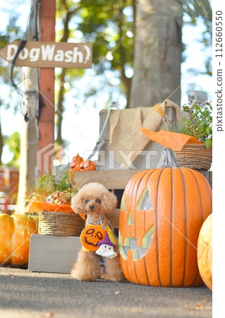 halloween and toy poodle halloween and toy poodle 112660550