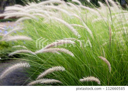 Fountain grass or pennisetum alopecuroides Fountain grass or pennisetum alopecuroides 112660585