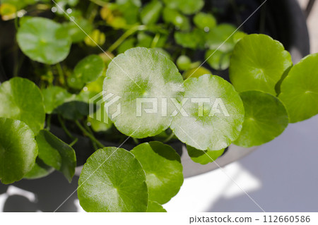 Centella asiatica (gotu kola). Fresh green leaves herb plant 112660586