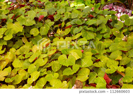 Begonia plants in the garden Begonia plants in the garden 112660603