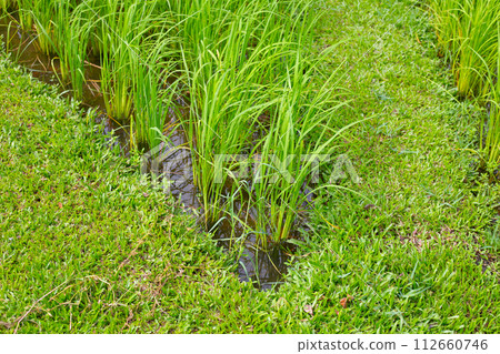 Rice plant in rice field. 112660746