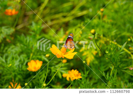 Butterfly with orange sulfur cosmos or yellow cosmos flower. Butterfly with orange sulfur cosmos or yellow cosmos flower. 112660798