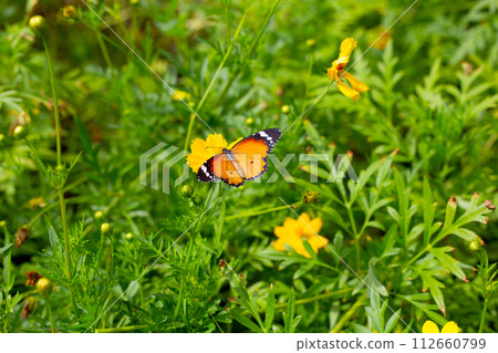 Butterfly with orange sulfur cosmos or yellow cosmos flower. Butterfly with orange sulfur cosmos or yellow cosmos flower. 112660799