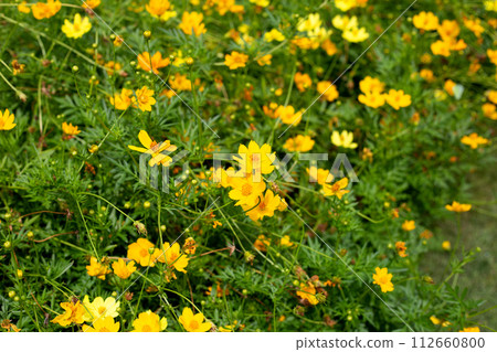 Butterfly with orange sulfur cosmos or yellow cosmos flower. Butterfly with orange sulfur cosmos or yellow cosmos flower. 112660800