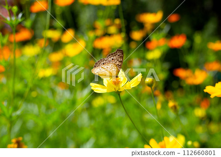 Butterfly with orange sulfur cosmos or yellow cosmos flower. Butterfly with orange sulfur cosmos or yellow cosmos flower. 112660801