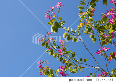 Bauhinia purpurea tree with pink flower Bauhinia purpurea tree with pink flower 112660831