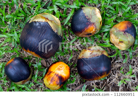 Toddy palm fruit or palmyra palm Toddy palm fruit or palmyra palm 112660951
