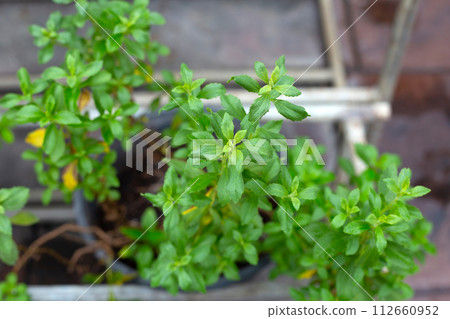 Fresh green leaves of stevia plant. Fresh green leaves of stevia plant. 112660952