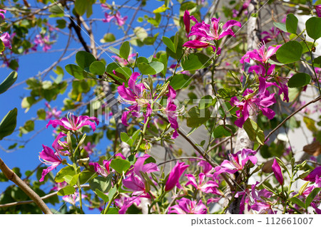 Bauhinia purpurea tree with pink flower Bauhinia purpurea tree with pink flower 112661007