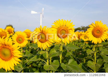 Sunflowers are blooming with blue sky. Sunflower field 112661048