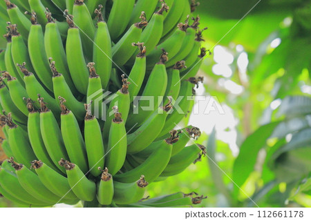 Banana in the greenhouse Banana in the greenhouse 112661178
