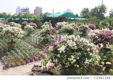 Bougainvillea flower plant on farm 112661198