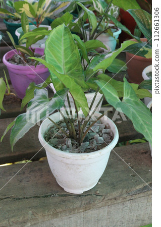 Arrowhead plants on farm for sell 112661306