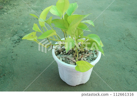 Devil's ivy tree on hanging pot in farm Devil's ivy tree on hanging pot in farm 112661316