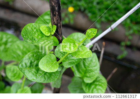 Ceylon spinach or basella rubra linn 112661317
