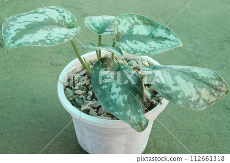 Chinese Wild Ginger leaf plant on farm 112661318