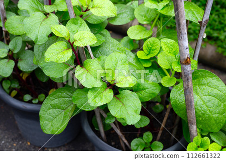 Ceylon spinach or basella rubra linn Ceylon spinach or basella rubra linn 112661322