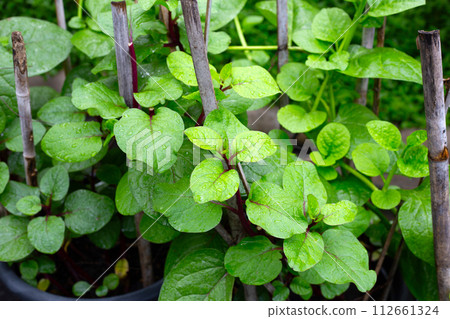 Ceylon spinach or basella rubra linn 112661324