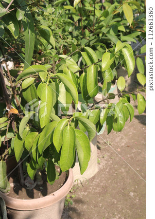 cinnamon seedlings on farm for sell 112661360