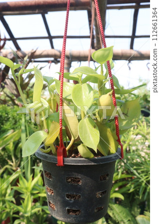 Baby sun rose leaf plant on farm Baby sun rose leaf plant on farm 112661364
