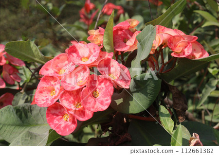 Crown of thorns flower plant on farm 112661382