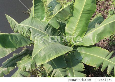 banana seedling on farm for sell banana seedling on farm for sell 112661430