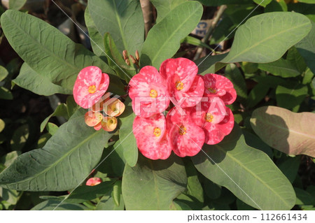 Crown of thorns flower plant on farm Crown of thorns flower plant on farm 112661434